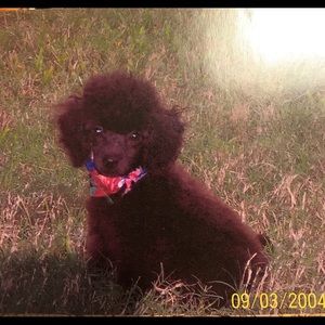 Meet your Posher, Diane